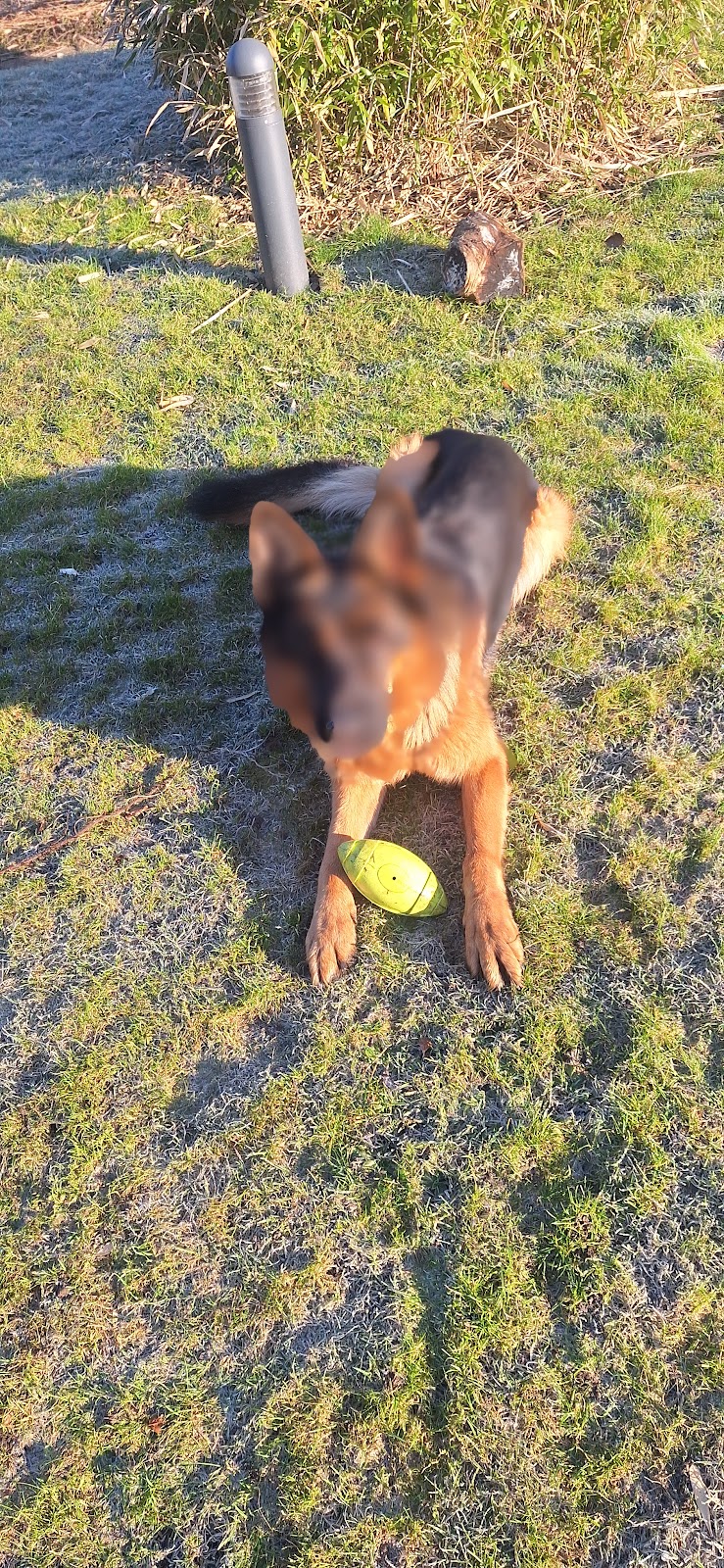 Dog park