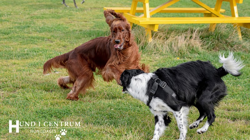 Best dog parks in Gothenburg — our guide