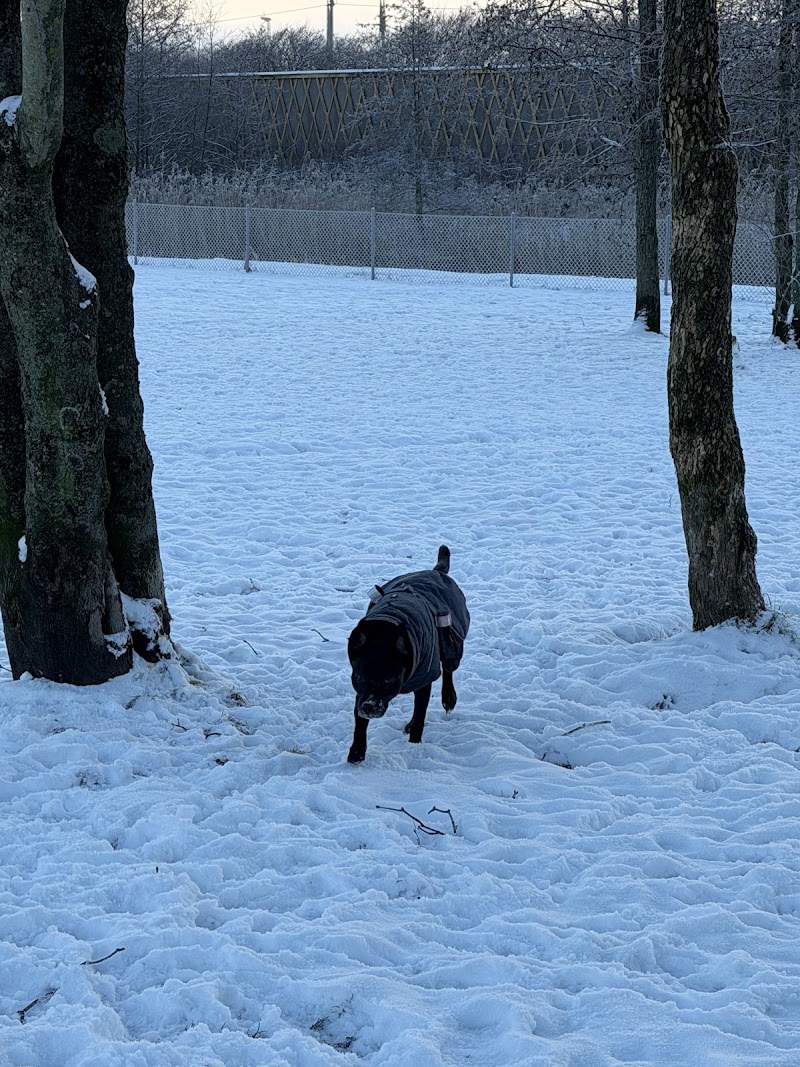 Hundrastgård Nedanvägsgatan